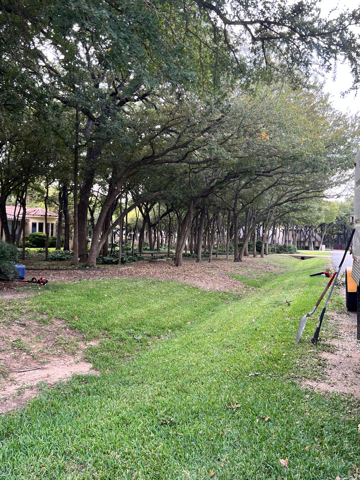 Tree Trimming Services in Fort Worth TX